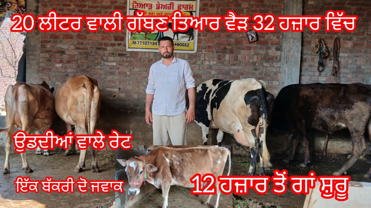 ਫੋਨ 7710719475 ਗੱਬਣ ਤਿਆਰ 20 ਲੀਟਰ ਵਾਲੀ ਵੈੜ ਸਿਰਫ 32 ਹਜ਼ਾਰ ਵਿੱਚ 12 ਹਜ਼ਾਰ ਤੋਂ ਗਾਂ ਸ਼ੁਰੂ /Cow for sale 