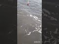 Aysa صيد الكنابيت البوري ياااا عيسسسسسسى Fishing 