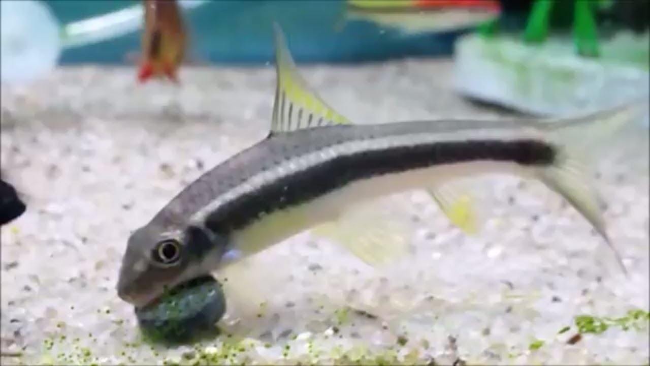 japanese algae eater fish