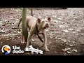 Terrified Pittie Found Chained In The Woods Has The BEST New Life | The Dodo Pittie Nation