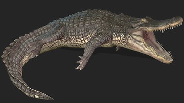 Alligator - UNREAL ENGINE 5