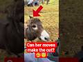 Cute Donkey has something to say😉🫏