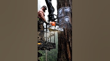 Wonderful Skill! STIHL Chainsaw Felling Big Tree #stihl #chainsaw #felling #bigtree #shorts