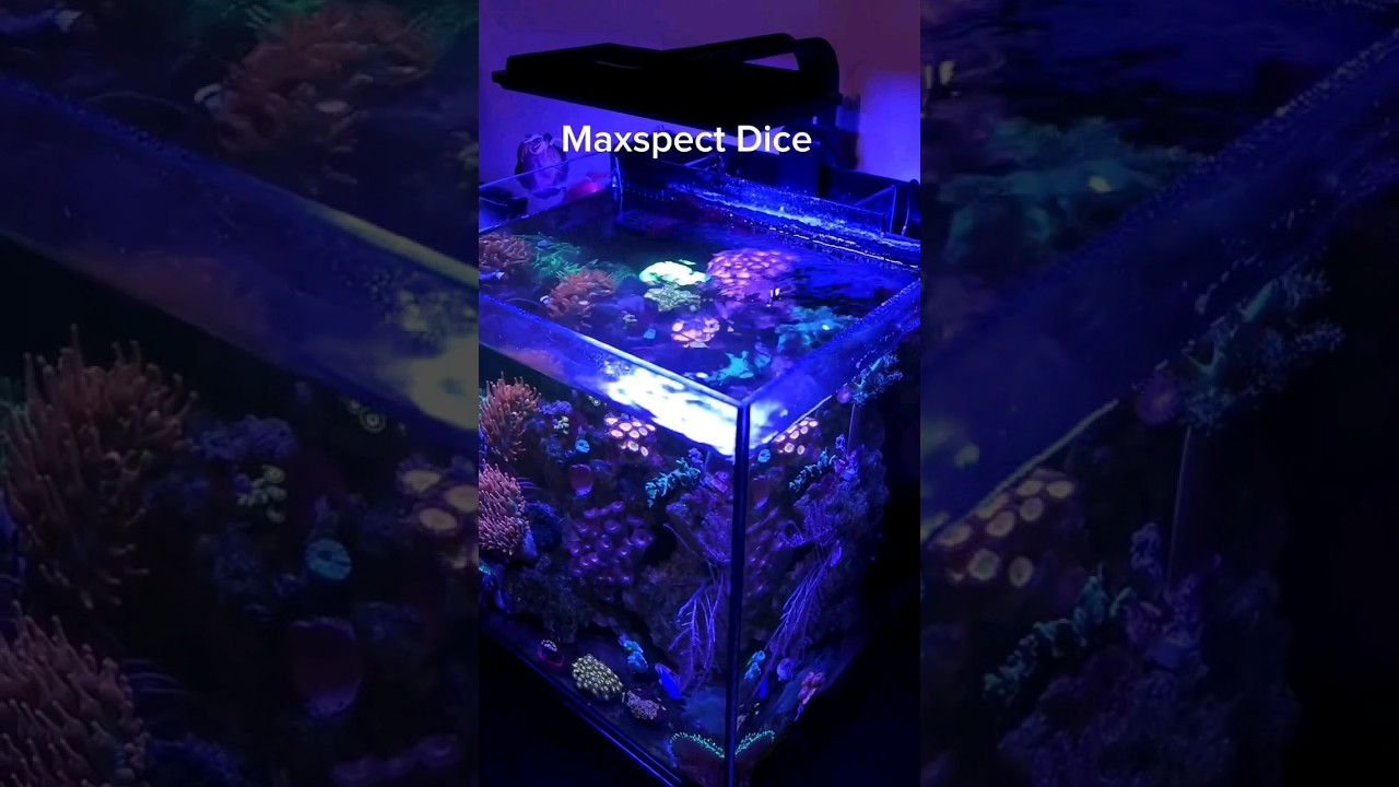 The DICE AIO Tank with MJ-L130 LED makes the underwater world simple. 