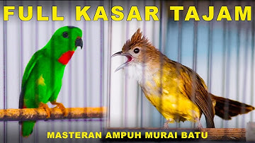Burung Serindit Nembak Tajam vs Burung Cucak Jenggot