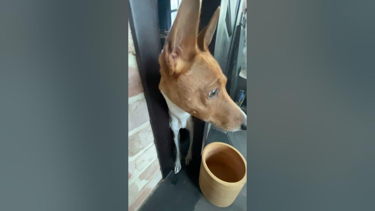 Как работает секс для собак? #cutepuppy #dog #funnyanimals #puppy #dogs ...