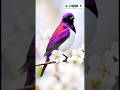 Birds in Morning Nature | Wild Birds 8K, Calm Songs &amp; Forest Sounds