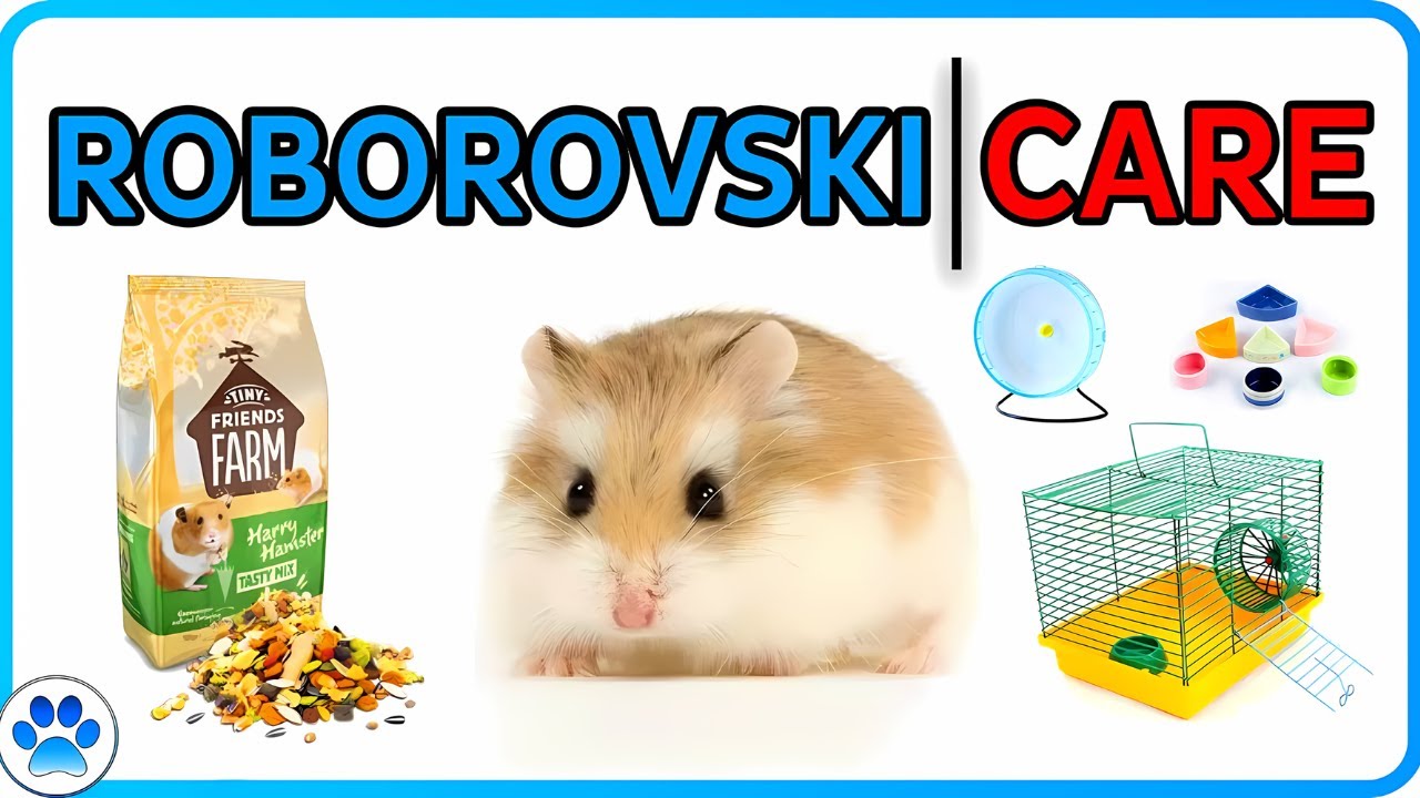 How to Care for a Pet Campbell's Dwarf Hamster