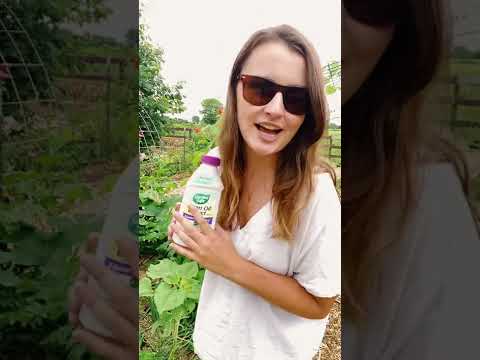 Video: Perosak Gardenia: Masalah Serangga Biasa Dengan Gardenia