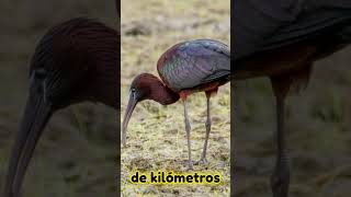 Curiosidad animal 🐵🦍🦩🦜 #animalesraros #animales #animals #datoscurisos #curiosidades #sabiasque