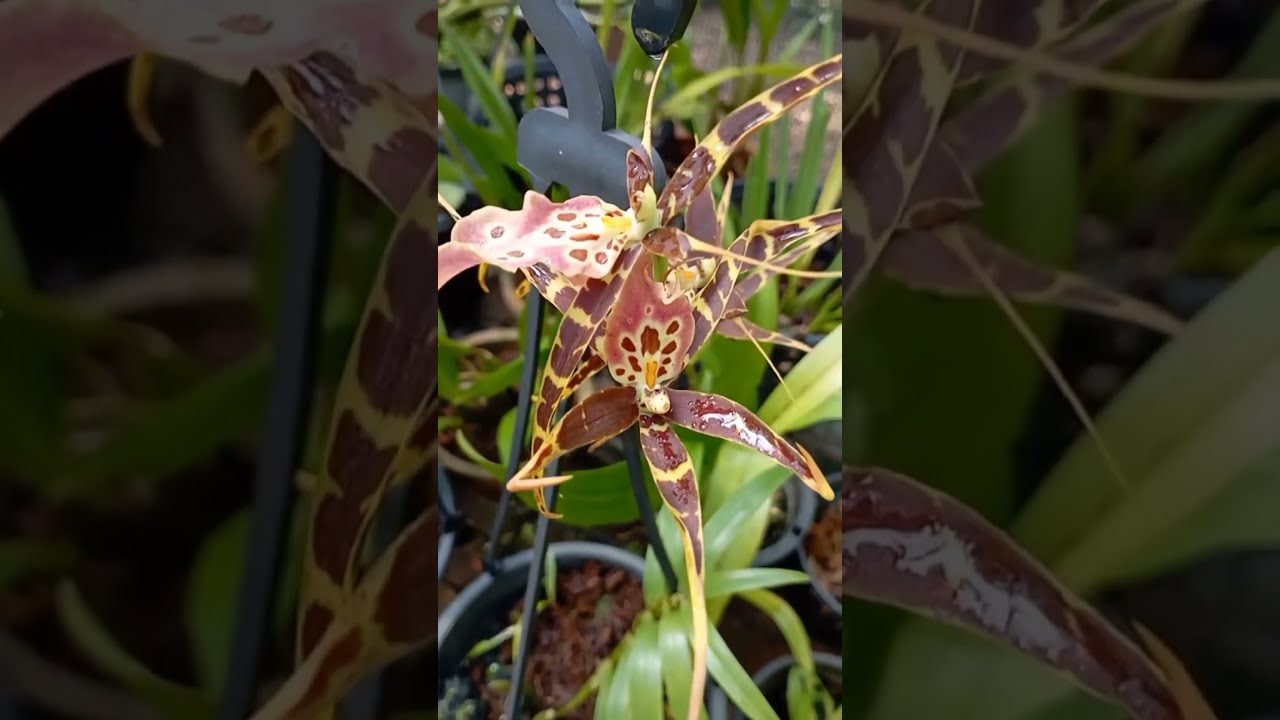 Spider Orchid ~ Miltassia Shelob Orchid (Brassia Caudata)