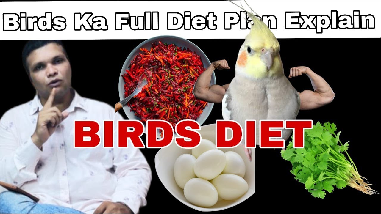 Birds Full Diet Plan Explain In Hindi | Proper Diet Making Step By Step 