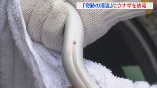 “奇跡の清流”でニホンウナギ放流 腹に印付け生態調査 9年前から 三重・銚子川(2022/7/28)