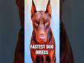 Top 5 Fastest Dog Breeds in the World (You Won’t Believe #1) 👀🚀