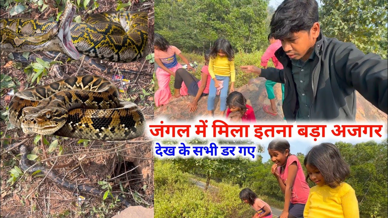 जंगल में मिला इतना बड़ा अजगर , देख के सभी डर गए || 