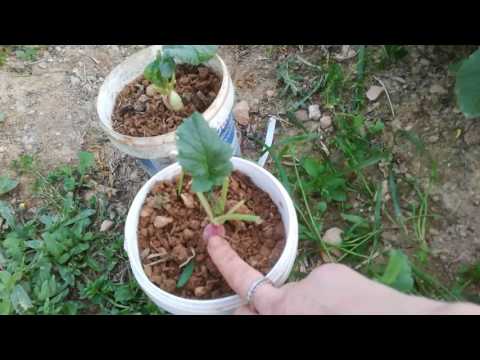 Βίντεο: Πότε να μαζέψετε το ραπανάκι; Πότε να σκάψετε διαφορετικές ποικιλίες από τον κήπο για αποθήκευση; Ημερομηνίες συγκομιδής σε διαφορετικές περιοχές