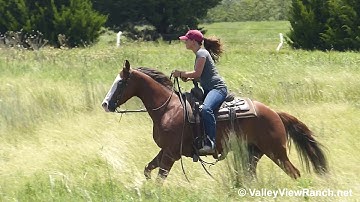 Pale Spin - trail riding #1 - ValleyViewRanch.net