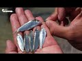 Pier Fishing: Tiny Live Bait catches SO MANY FISH! Pier Fishing: Tiny Live Bait catches SO MANY FISH!