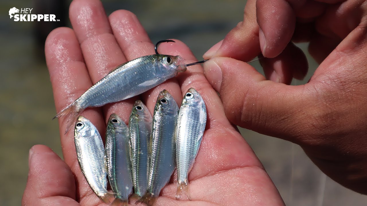 Pier Fishing: Tiny Live Bait catches SO MANY FISH! 