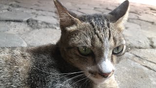 Bermain dengan kucing Lucu by RINO PRIATAMA 52 views 9 months ago 4 minutes, 4 seconds