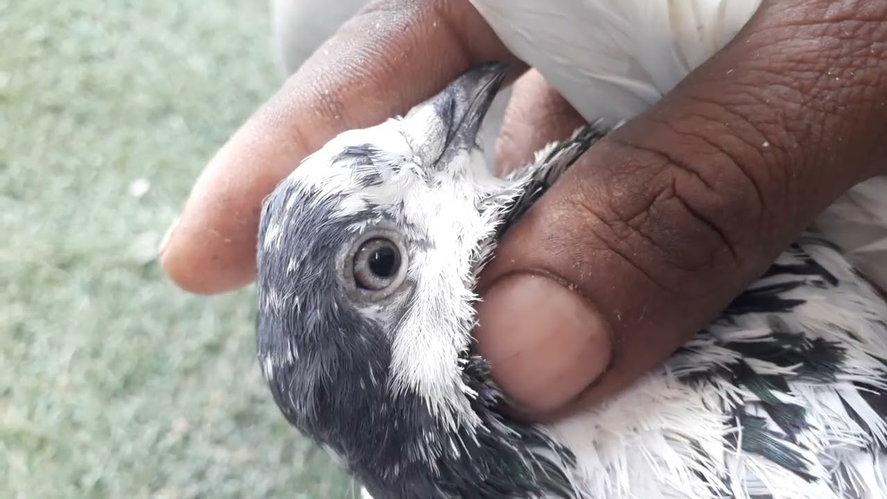 35 waly# batray kabutar