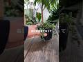 観葉植物に付いてくるコバエ対策!想定される質問にはigのキャプションで回答済みです!
