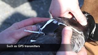 Rocket Netting Brant screenshot 3
