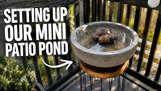 Setting Up A Budget Mini Patio Pond!