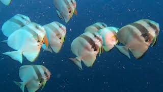 Bat Fish