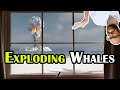 The Curious Case of Exploding Whales