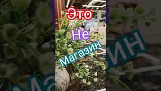 торговый центр "Армада" в Алмате. #ТЦАрмада #Алмата #aleksдежурныйпокухне