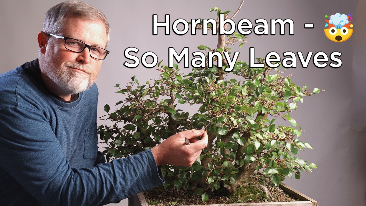 Bonsaify  Hornbeam Raft Style Bonsai in Spring So Many Leaves to Pluck