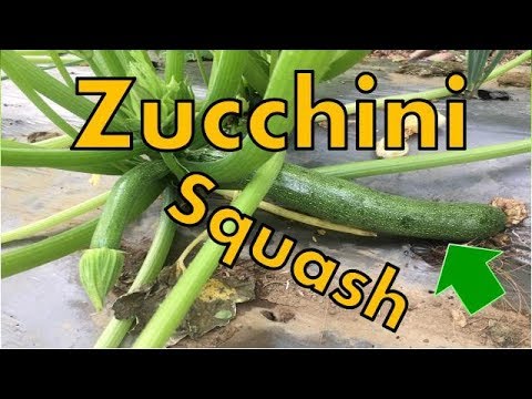 Video: Pagtanim Ng Mga Punla Ng Zucchini