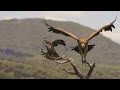 Espectacular Buitre leonado (Gyps fulvus) aterrizando