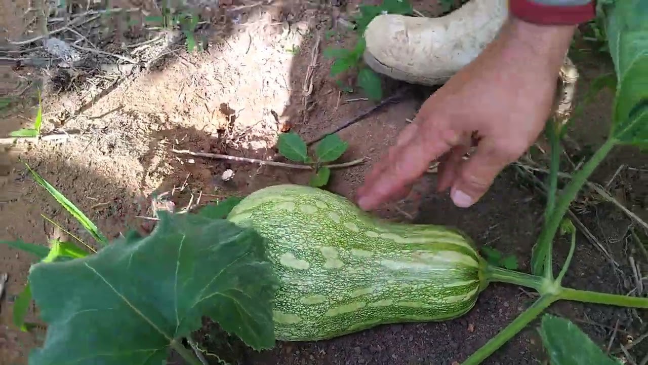 Mostrando alguns alimentos que já estão produzindo aqui na fazendinha 