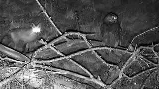 Decorah North Nest | The Great Horned Owl attacks a Fox + slo mo's ~ 12012020