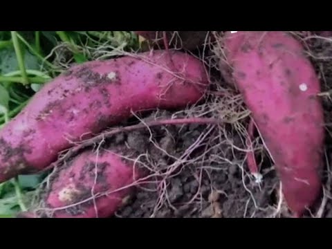 Vídeo: Jardim Vertical de Batata Doce – Plantando uma Videira de Batata Doce Treliçada