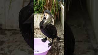 Watch This Crazy Bird Swallow A Fish Bigger Than Its Head. Cormorants Are Amazing Hunters.