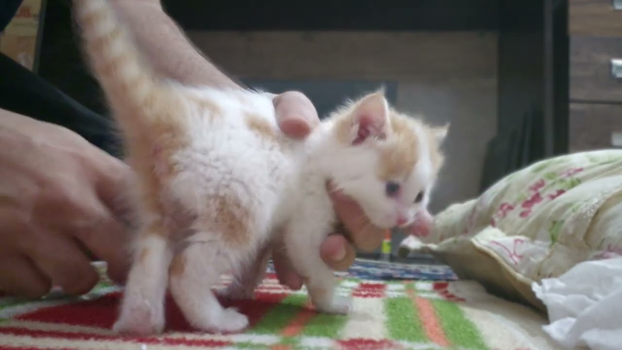 Can't explain this video 🐈😽😸 kitty acts chaos for milk 🍼 uncontrollable