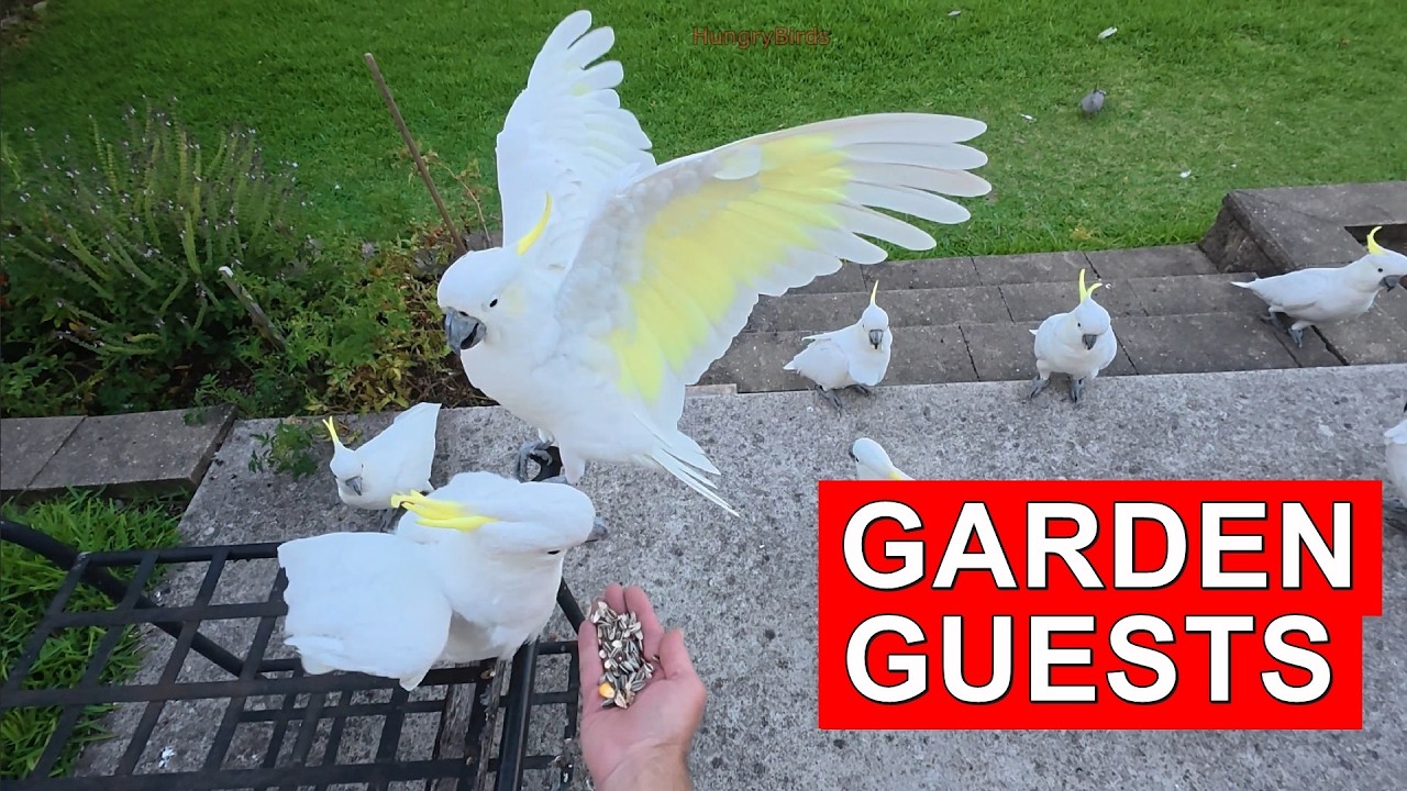 Backyard Cockatoos | Three Afternoon Visits & New Friends