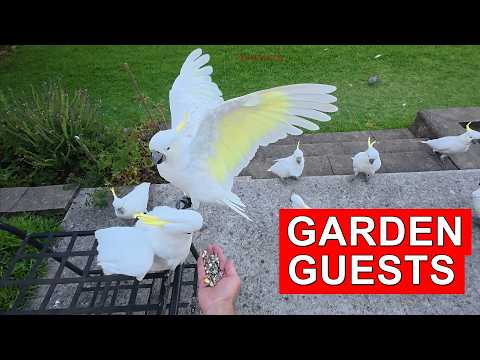 Backyard Cockatoos | Three Afternoon Visits & New Friends