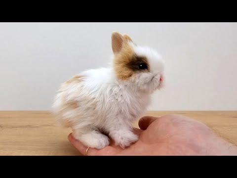 Как самому сделать клетку для декоративного кролика