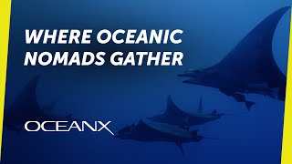 Why do so many devil rays come to this one spot in the ocean?