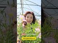 Luminița nopții - Oenothera speciosa 'Siskiyou' pe docaperene.ro