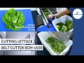 Lettuce cutting machine  vegetable processing machinery