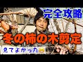 【カキの剪定】柿の木の冬剪定
