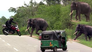 Wild tusker waiting for food at the Udawalawa Road !