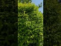 연두색이 좋은데 점차 녹음이 짙어지고 있어용~#여름#연두#예쁘다#쇼츠#shorts
