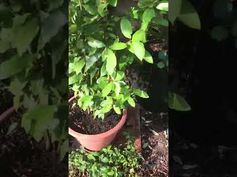 Wideo: Sweet Bay Leaf Tree: Jak wyhodować drzewo laurowe