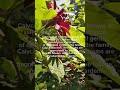#calycanthus #lanct #crickethillgarden #peonygarden #garden #ihavethisthingwithplants #flowergarden